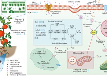 Nanonutrients can mitigate the effects of soil contamination and increase crop yields