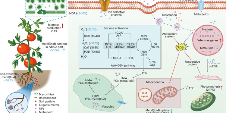 Nanonutrients can mitigate the effects of soil contamination and increase crop yields