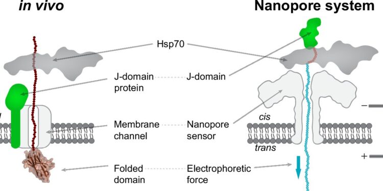 Nanopore technique shows transport mechanism of chaperone proteins at single-molecule level