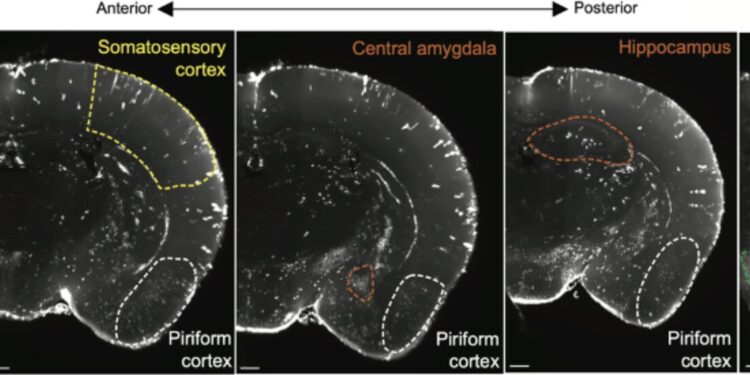 Neurons in mouse piriform cortex contribute to development of recurrent circuits, study finds
