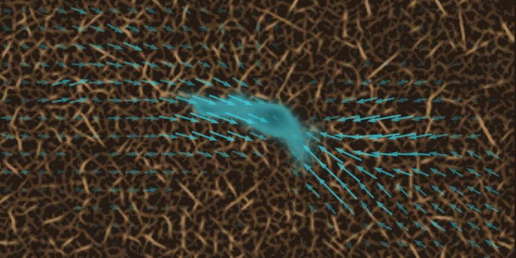 New measurement method determines how immune cells actually migrate