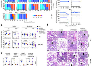 New mouse models provide valuable window into COVID-19 infection