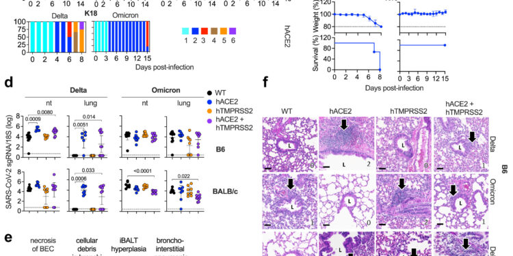 New mouse models provide valuable window into COVID-19 infection