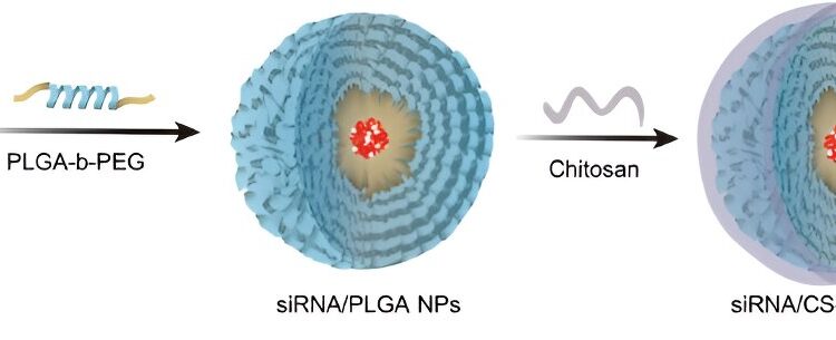 New nanoparticle therapy targets fat absorption to fight obesity