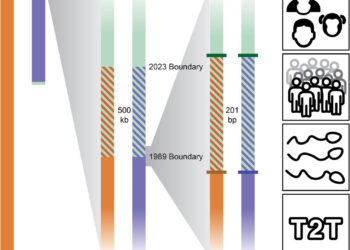 New research confirms location of pseudoautosomal region border between two sex chromosomes