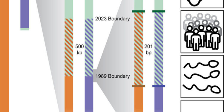 New research confirms location of pseudoautosomal region border between two sex chromosomes