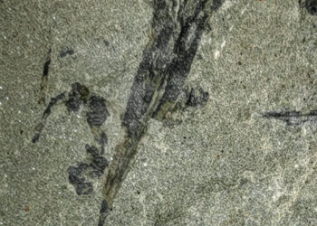 New seed fossil sheds light on wind dispersal of plants