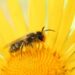 New sensors could help develop bee-friendly plant protection