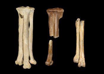 New species may have hunted like modern hawks and owls