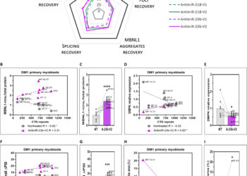 New study reveals promising therapy that blocks microRNAs to treat myotonic dystrophy type 1