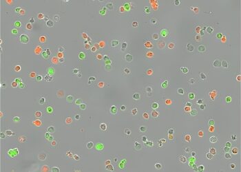 New technique that makes competition between tumor cells visible may help personalize multiple myeloma treatments