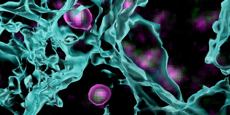 New techniques shed light on how brain landscapers prune unnecessary synapses