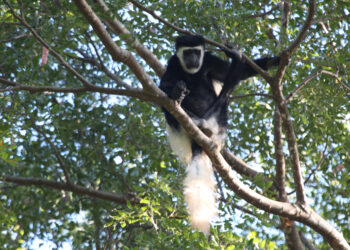 New temperature conditions discovered in two-thirds of major tropical forests