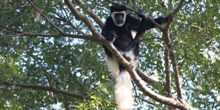 New temperature conditions discovered in two-thirds of major tropical forests