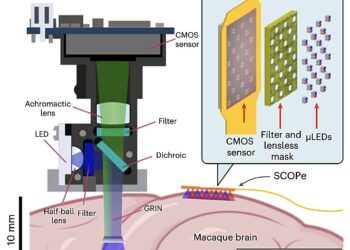 New ultrathin optical device can precisely capture and stimulate mammalian brains