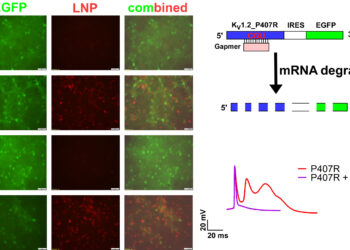 Novel gene therapy shows promise for targeting epilepsy-linked mutation