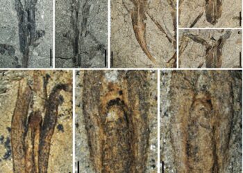 One of the first examples of winged seeds found in a mine in China