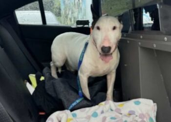 Owner of dog abandoned during Hurricane Milton sued