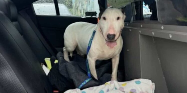 Owner of dog abandoned during Hurricane Milton sued