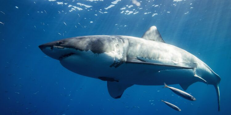 Pilot expeditions work to preserve the white shark in the Mediterranean Sea