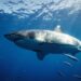 Pilot expeditions work to preserve the white shark in the Mediterranean Sea