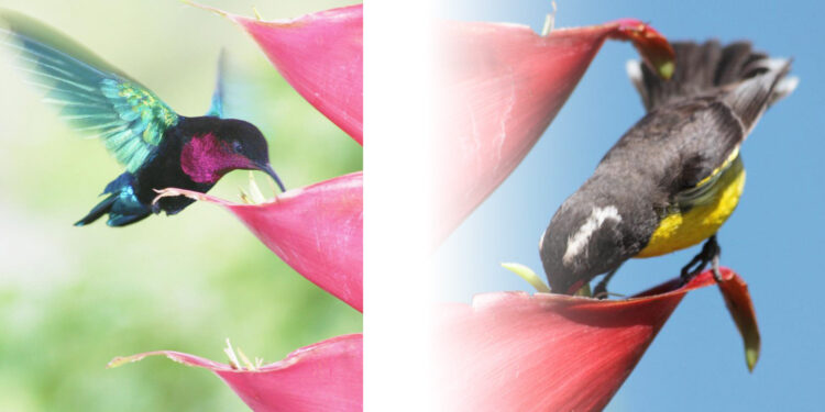 Pollination changes in the Caribbean after Hurricane Maria demonstrate ecological resilience