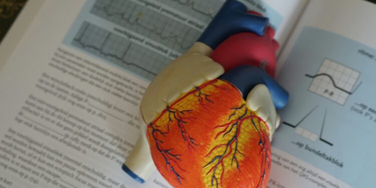 Potential therapeutic target for cardiac arrhythmias found in SK2 channels