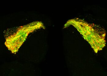 Promising Alzheimer’s drug candidate prevents tau protein buildup in lab and fruit fly studies