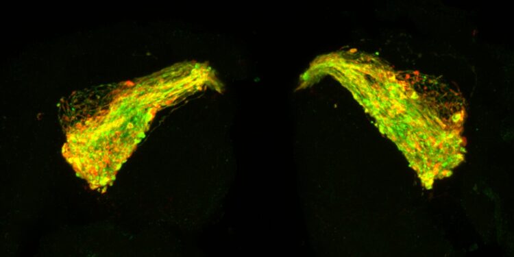 Promising Alzheimer’s drug candidate prevents tau protein buildup in lab and fruit fly studies