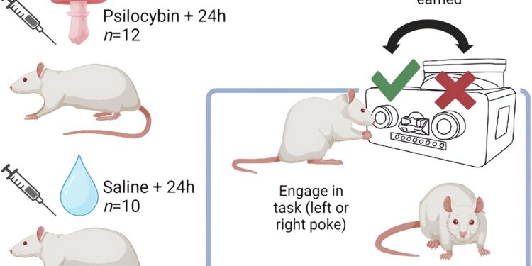 Psilocybin May Lead to Increased Optimism, Rat Study Suggests
