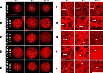 Putting pressure on the mini brains helps model compression injuries