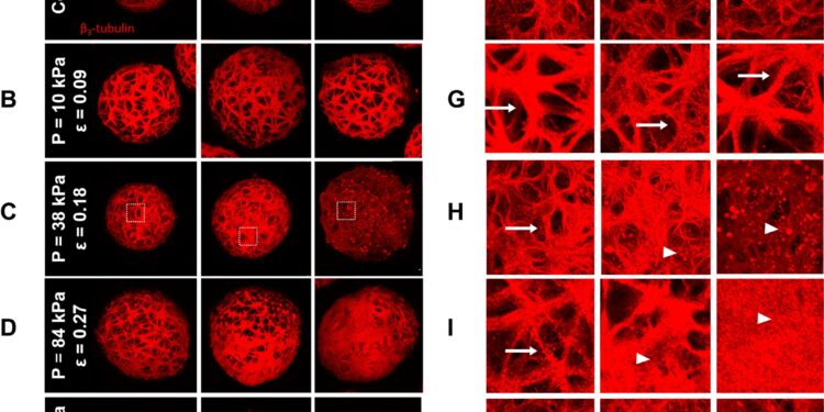 Putting pressure on the mini brains helps model compression injuries
