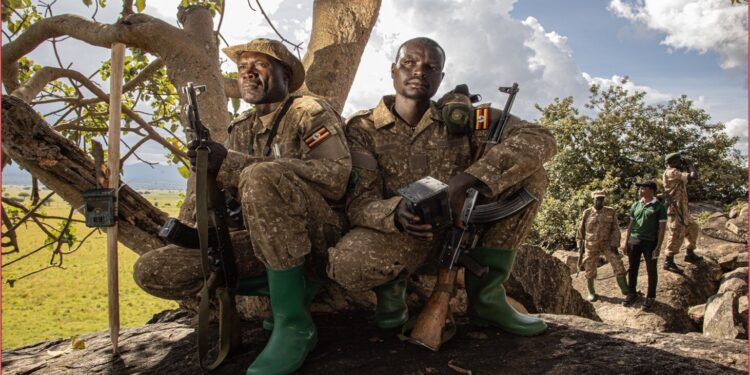 Rangers lead efforts to monitor Uganda’s lion population in critical stronghold