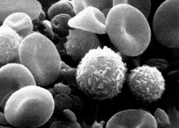 Redesigned immune cells activated by blue light penetrate and kill solid tumors