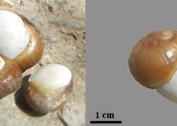 Remains of Tunisian snails provide insight into possible 7,700-year-old local food tradition