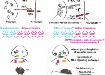 Research into brain cell connectivity poses potential target for anxiety disorders