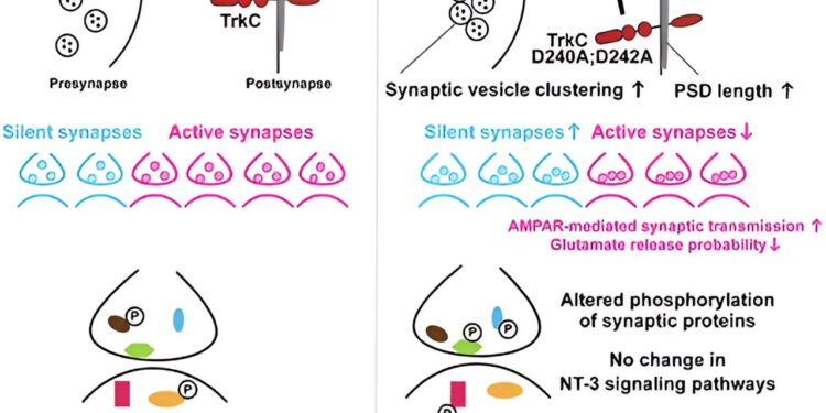 Research into brain cell connectivity poses potential target for anxiety disorders