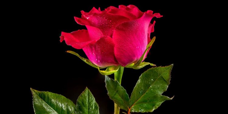 Research provides information on origin and selection