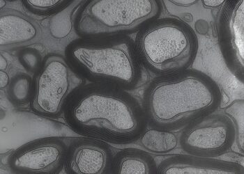 Research suggests that myelin’s fatty acid metabolism may serve as an energy store for the central nervous system