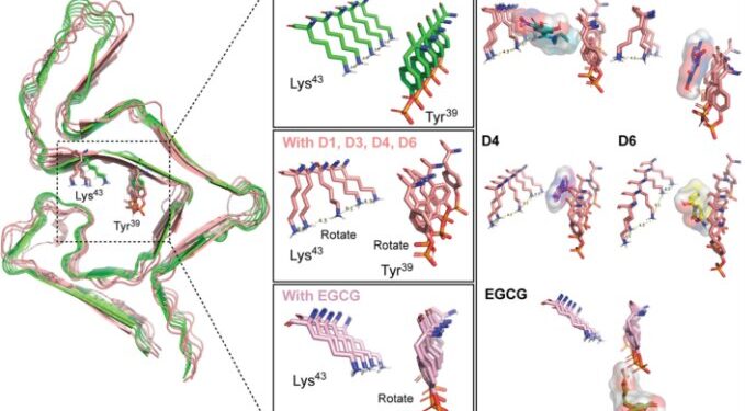 Researchers create ‘mini-brains’ to model Lewy body dementia and identify treatments
