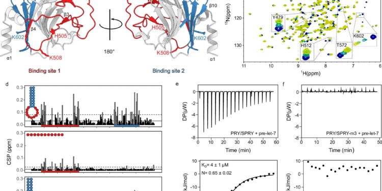 Researchers determine how a protein contributes to human immune defense against RNA viruses