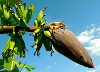 Researchers develop first banana plant resistant to TR4 and black Sigatoka