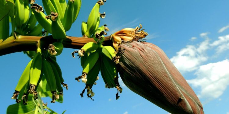 Researchers develop first banana plant resistant to TR4 and black Sigatoka