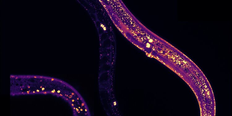 Researchers discover new role for proteins in fighting age-related diseases
