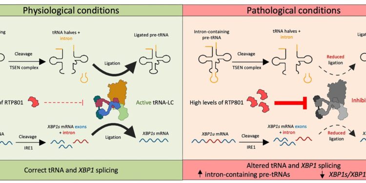 Researchers identify molecular mechanism that could help design future treatments to treat Alzheimer’s disease