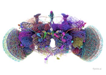 Researchers map entire adult fruit fly brain for first time