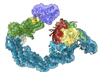 Researchers reveal new levels of detail in targeted protein degradation