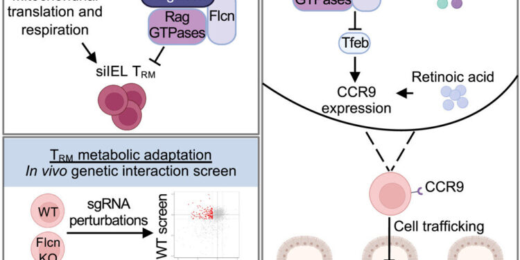 Researchers show how nutrients and organelle signaling shape tissue immunity