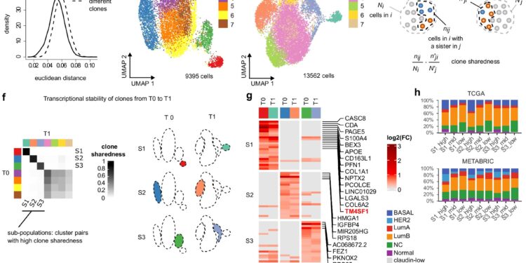 Researchers show that the evolution of tumors is written in the genome