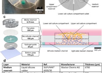 Researchers succeed in creating two interconnected vascular networks
